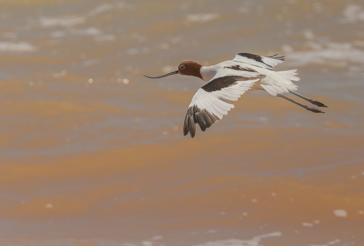 Red-necked Avocet - ML645380146