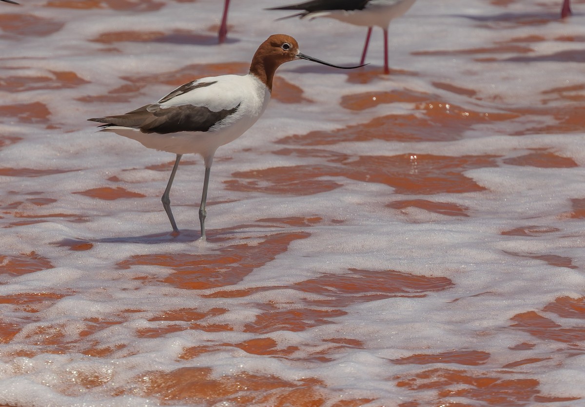 Red-necked Avocet - ML645380147