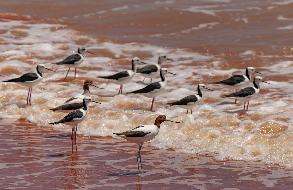 Red-necked Avocet - ML645380149