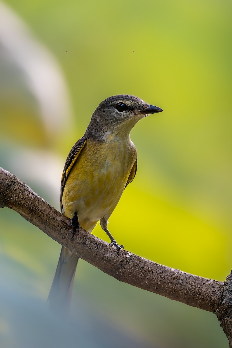 Rosy Minivet - ML645380151