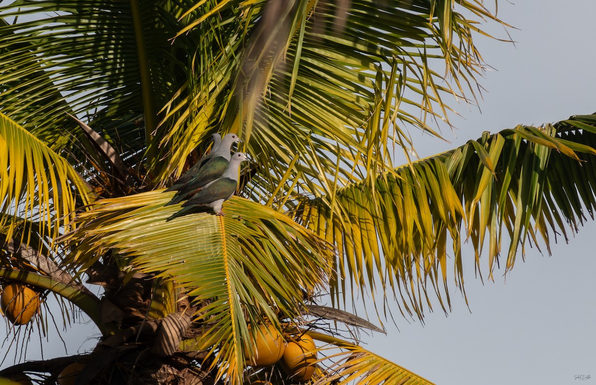 Green Imperial-Pigeon - ML645380160