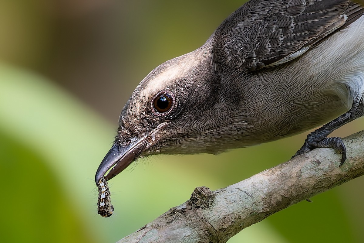 Common Woodshrike - ML645380163