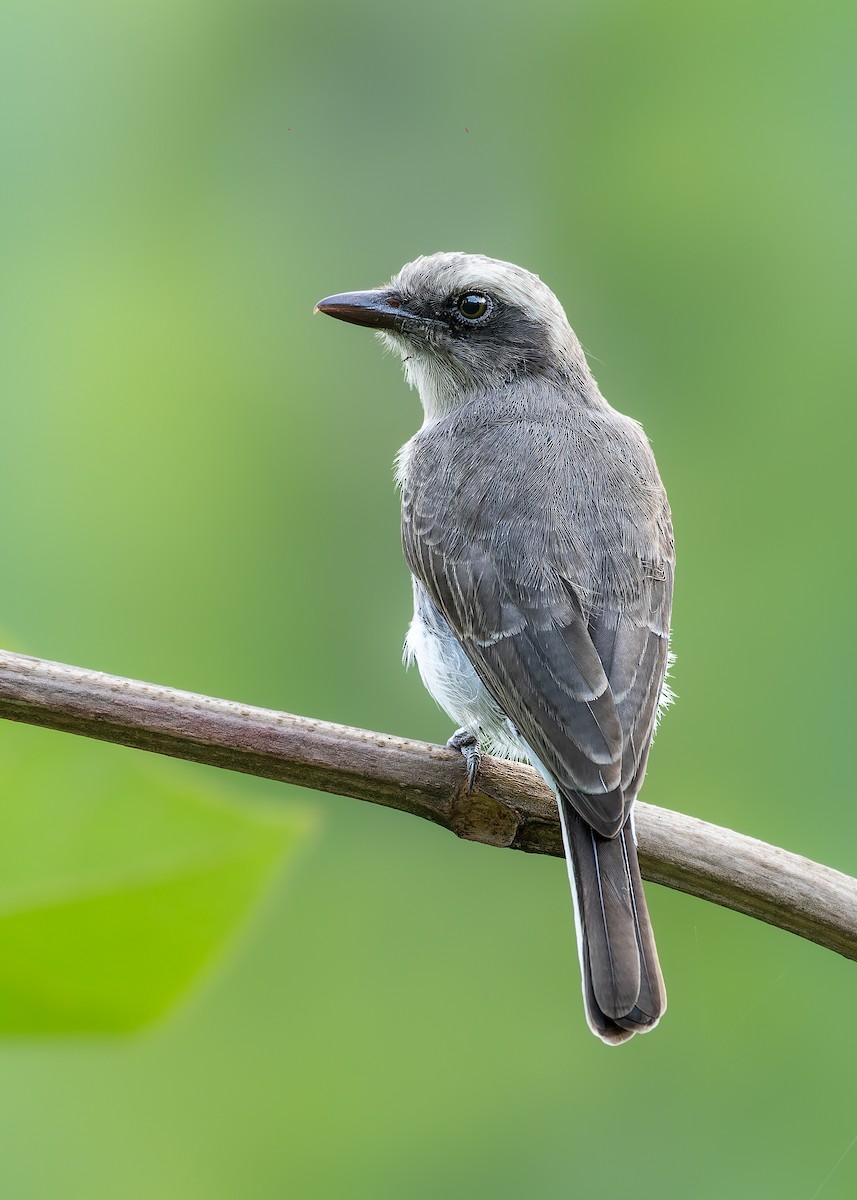 Common Woodshrike - ML645380164