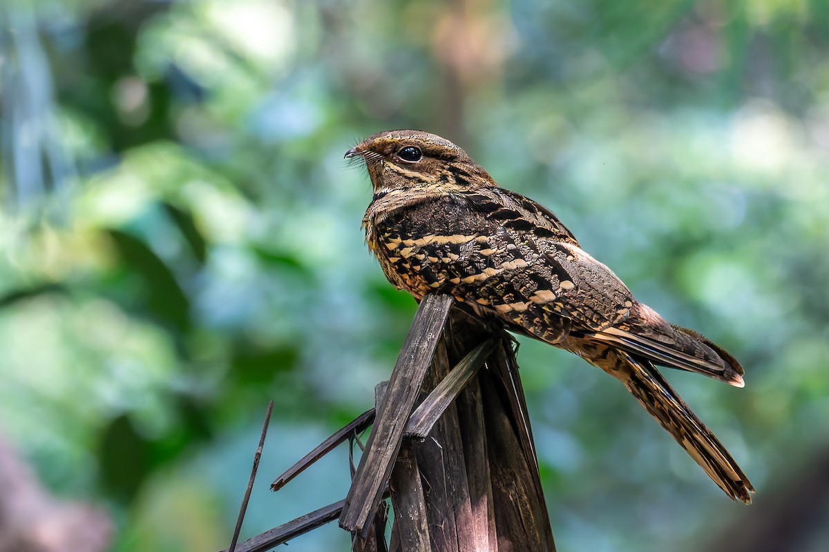 Large-tailed Nightjar - ML645380174
