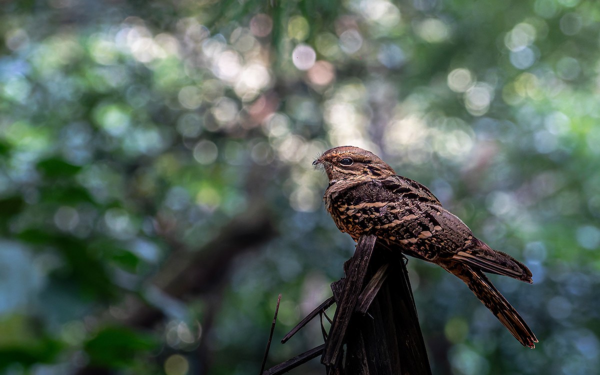 Large-tailed Nightjar - ML645380175