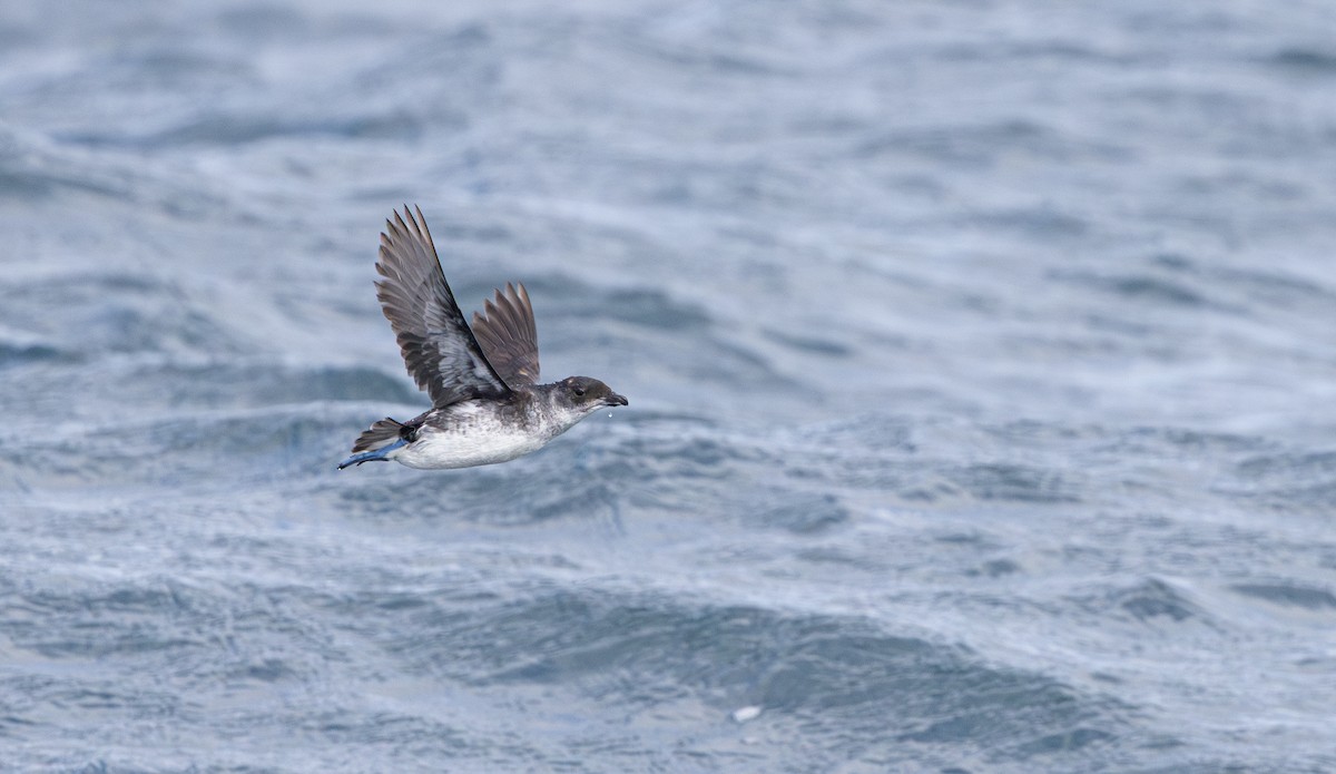 Common Diving-Petrel - ML645380177