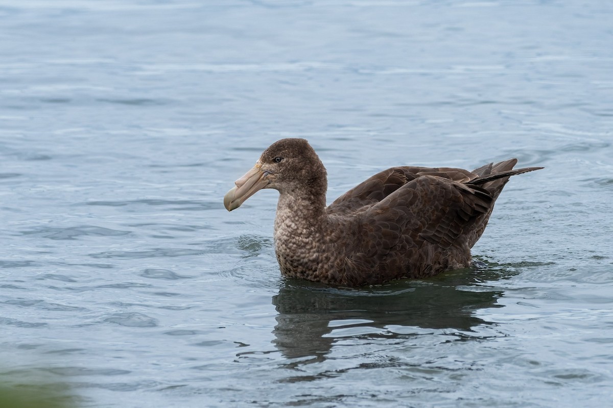 Southern Giant-Petrel - ML645380181