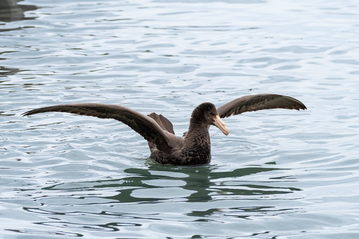 Southern Giant-Petrel - ML645380185