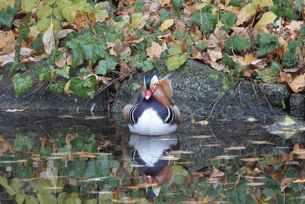 Mandarinente - ML645380186