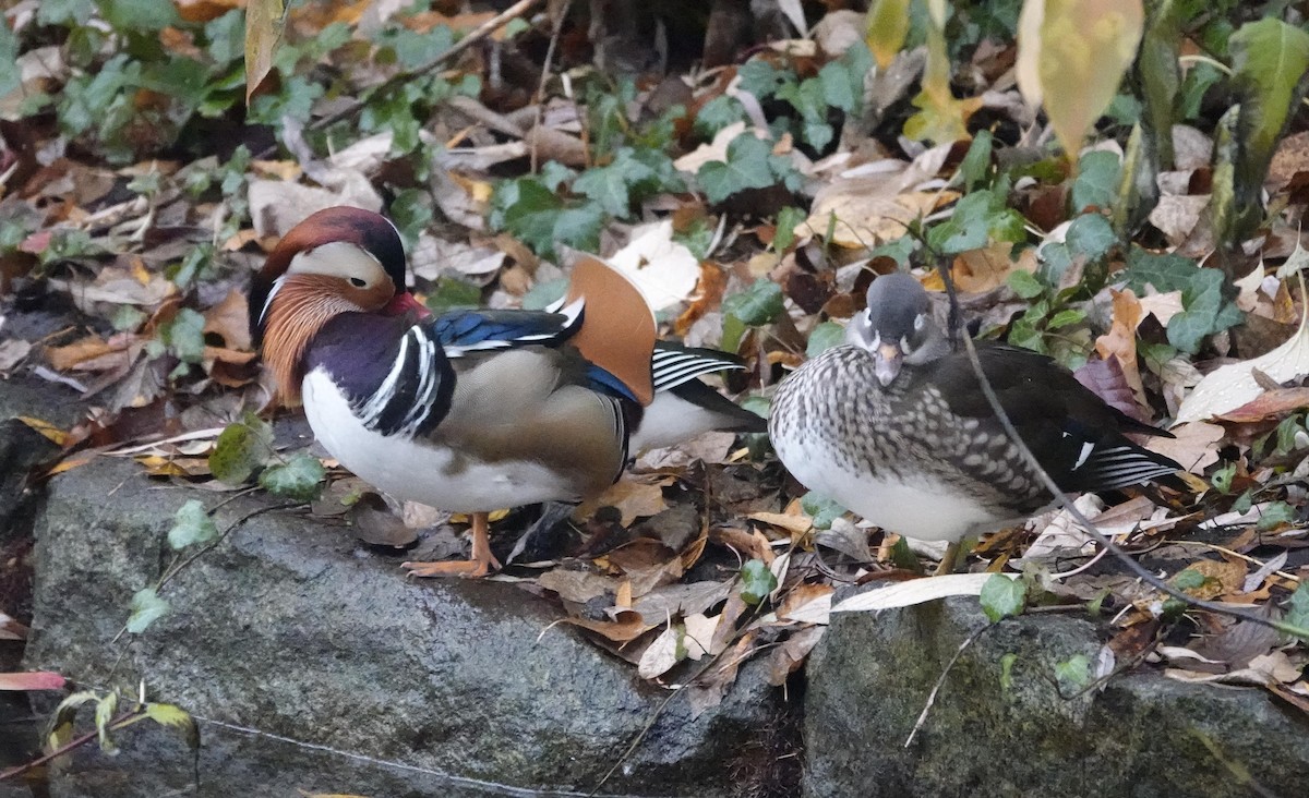 Mandarinente - ML645380187