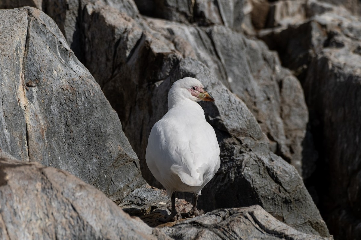 Snowy Sheathbill - ML645380197