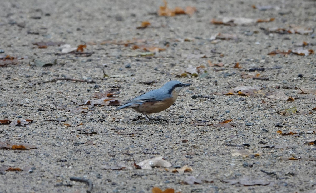 Eurasian Nuthatch - ML645380198