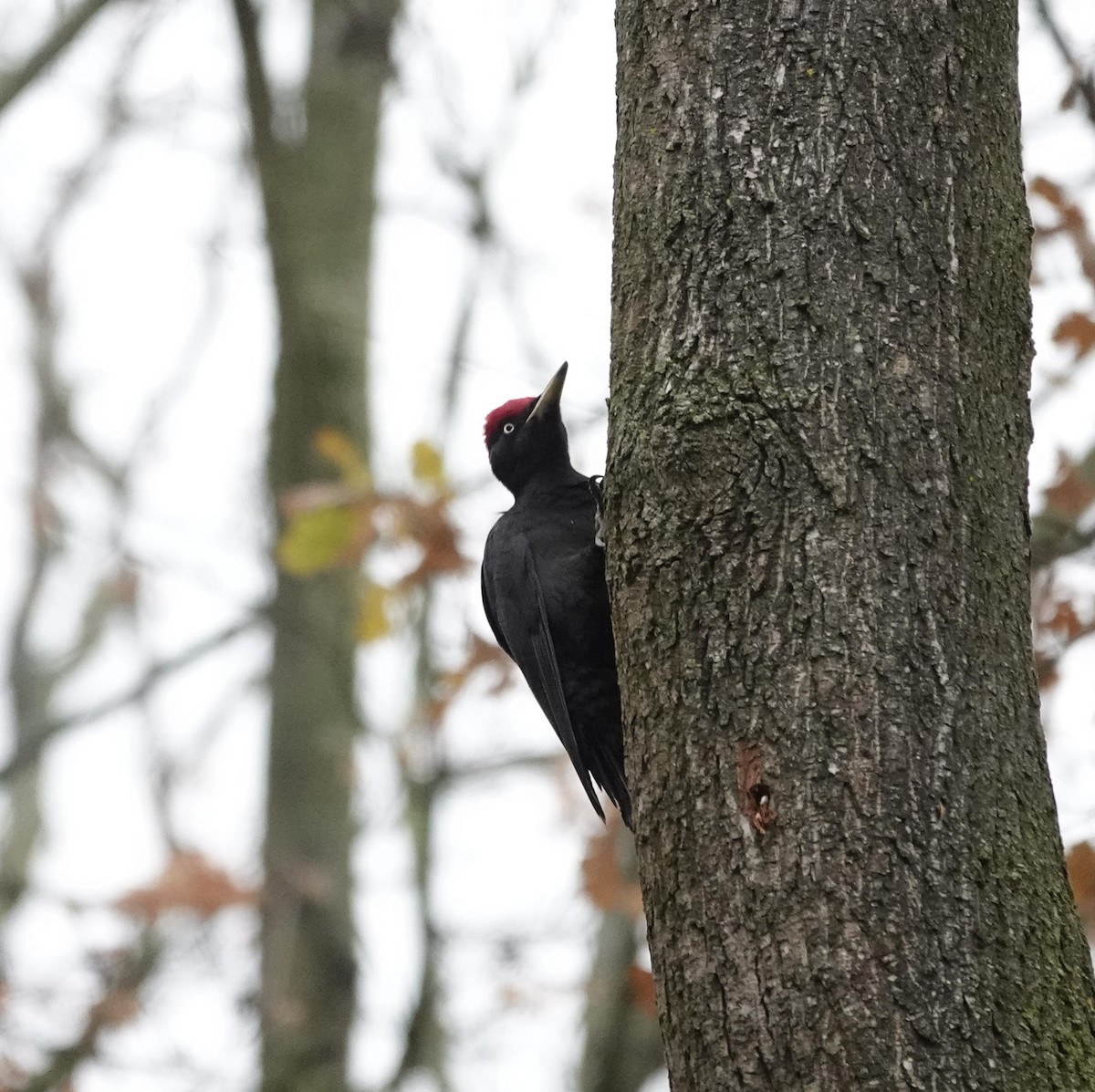 Black Woodpecker - ML645380209