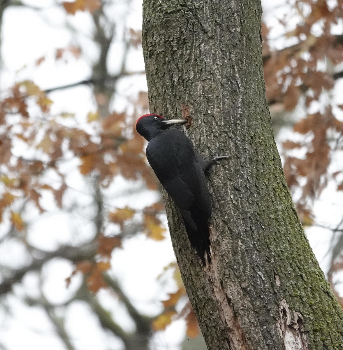 Black Woodpecker - ML645380210