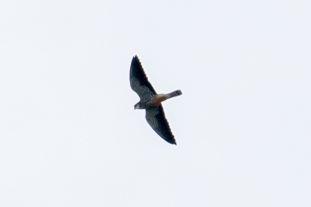 Amur Falcon - ML645380217