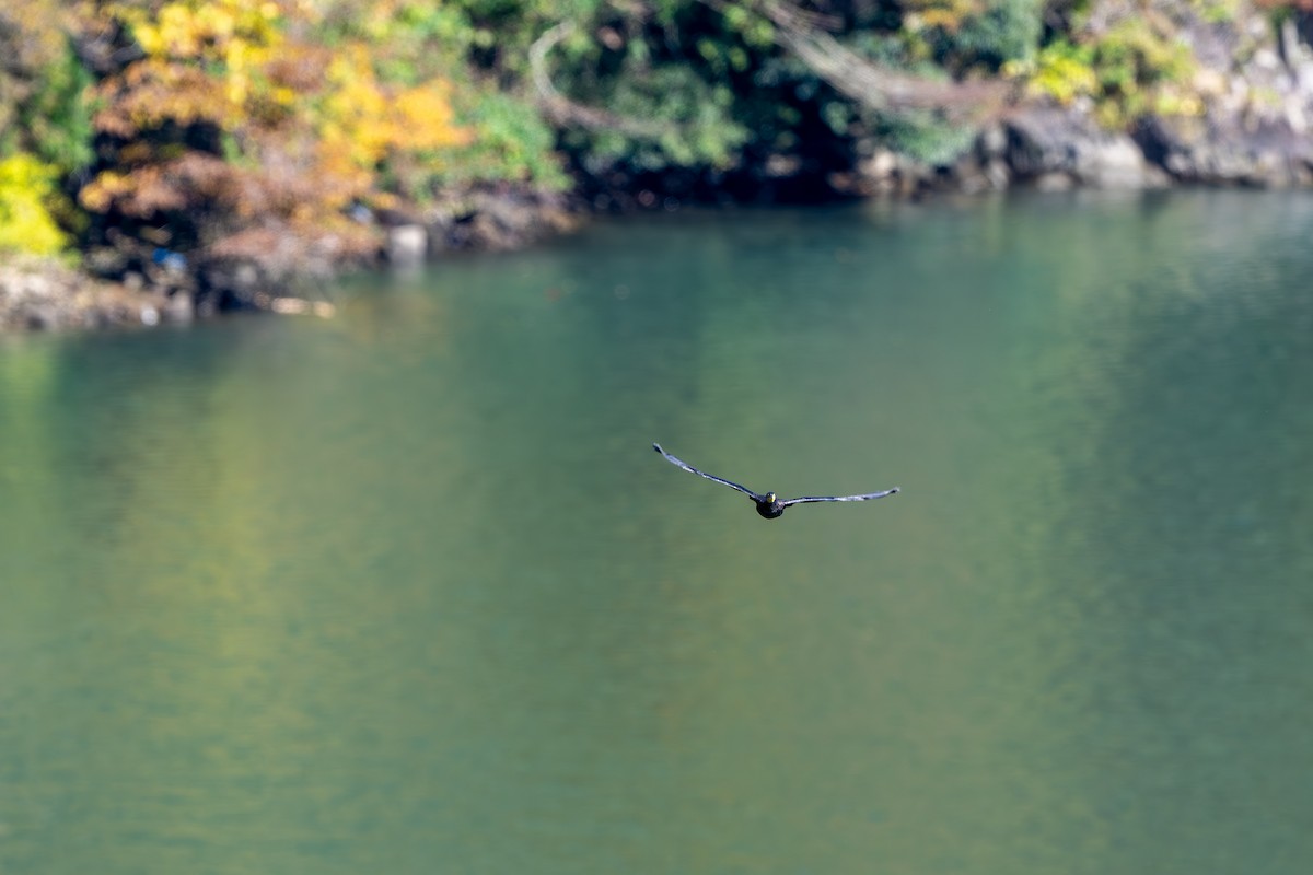 Great Cormorant - ML645380219