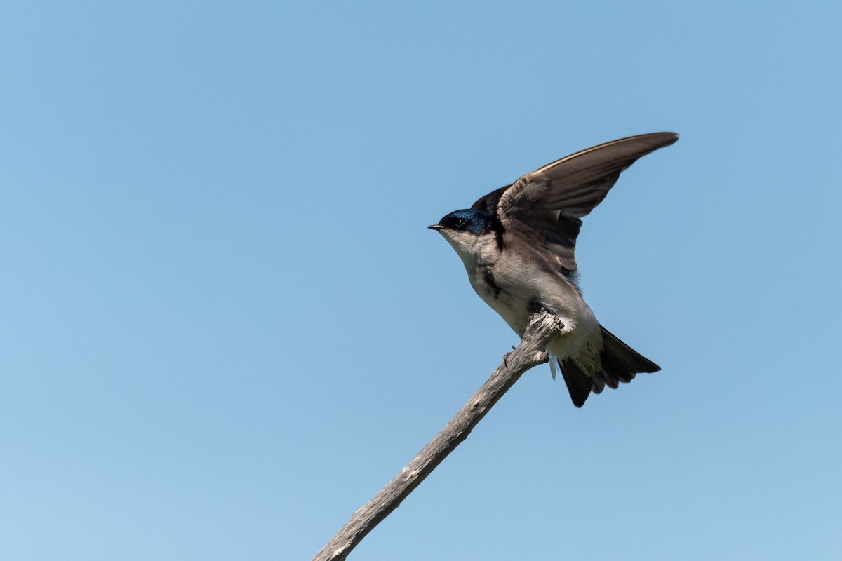 Chilean Swallow - ML645380238
