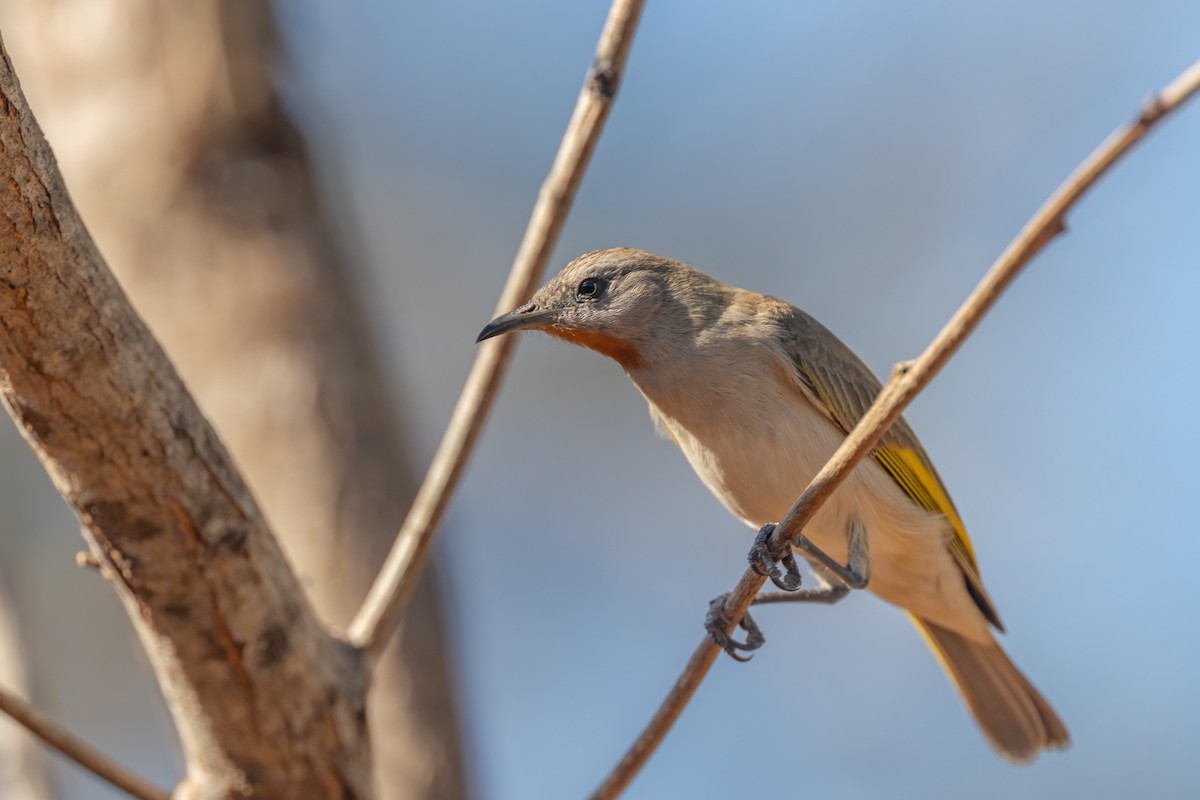 Rufous-throated Honeyeater - ML645380241