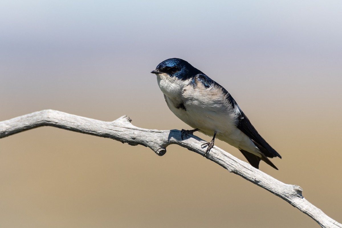 Chilean Swallow - ML645380243