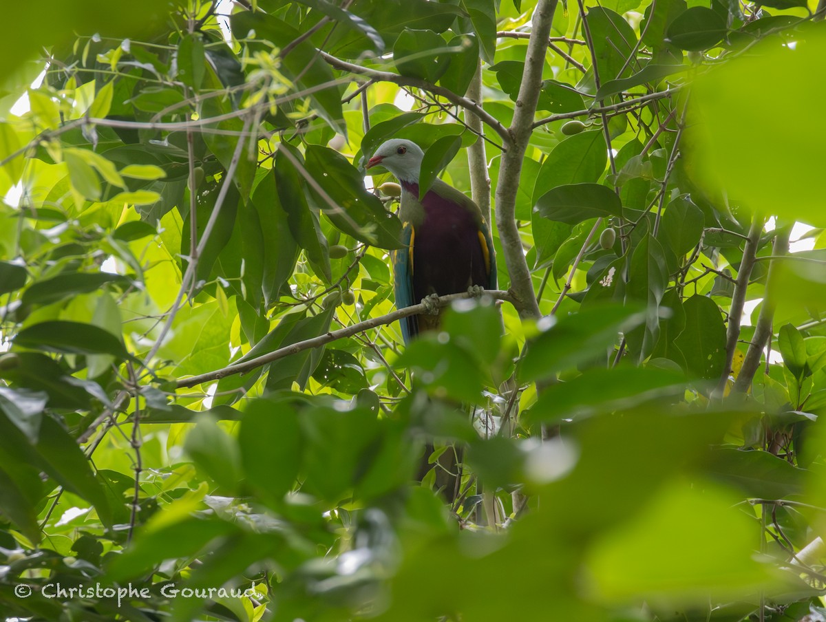 Wompoo Fruit-Dove - ML645380244