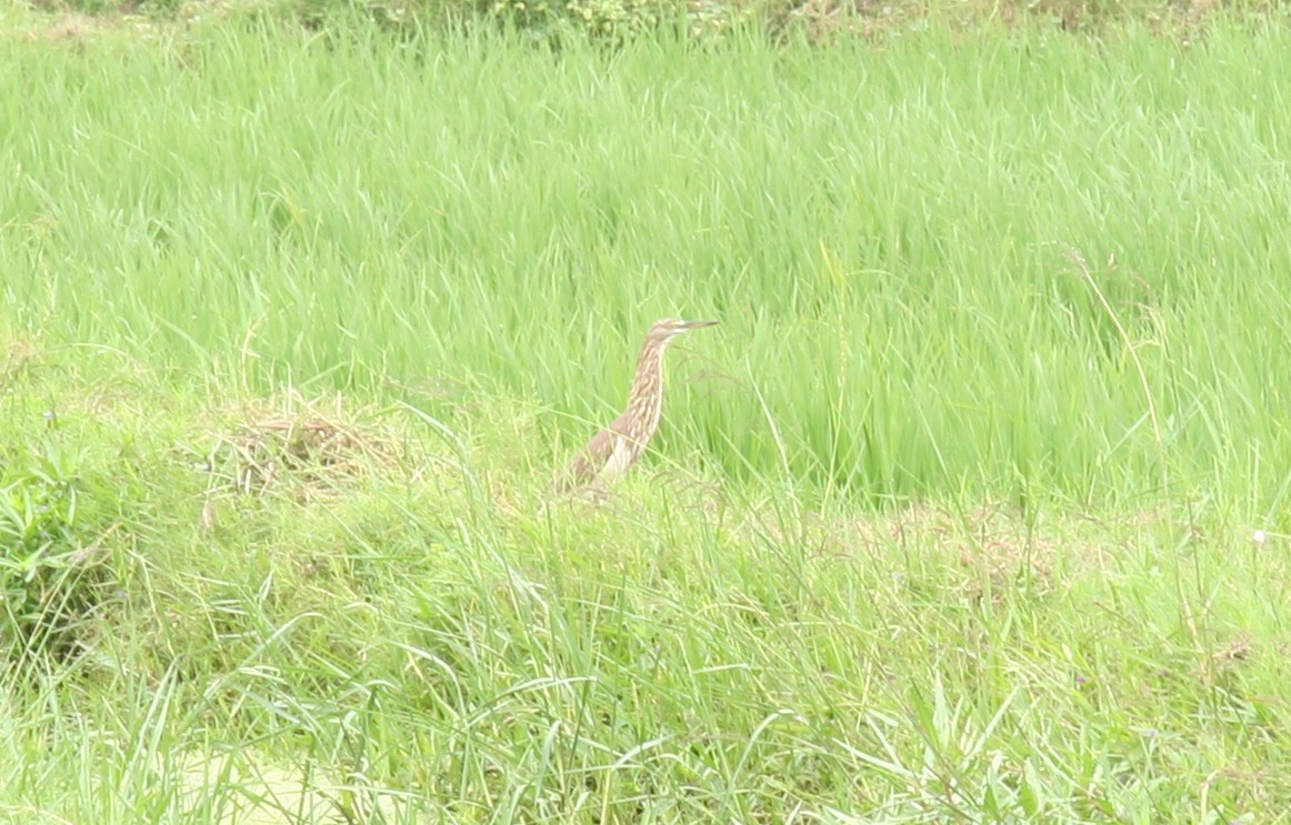 Hint Alaca Balıkçılı - ML645380255