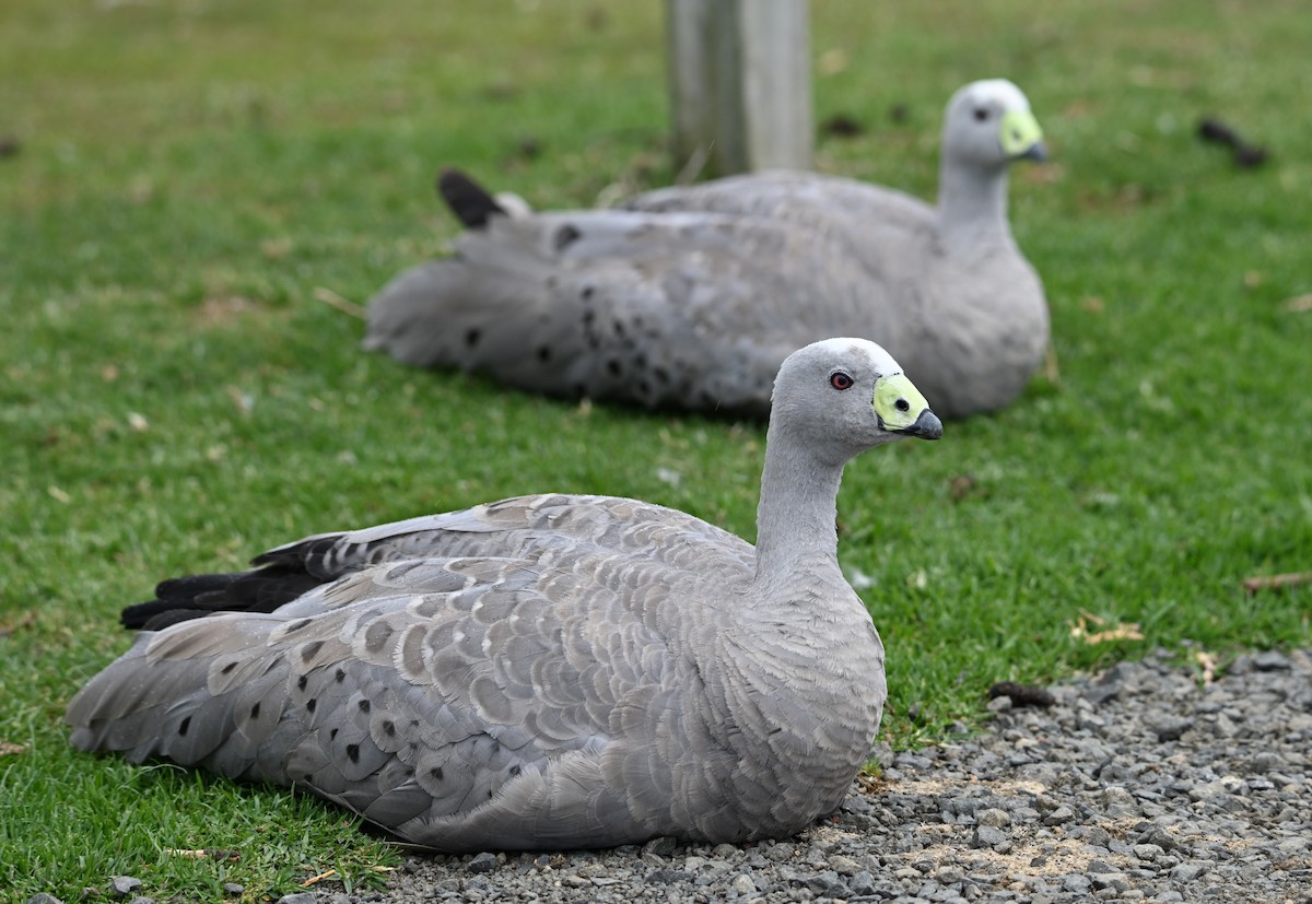 Cape Barren Goose - ML645380258