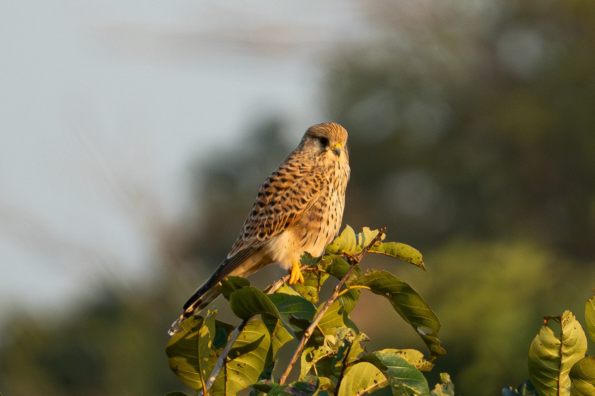 Eurasian Kestrel - ML645380262