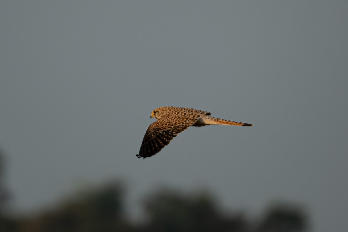 Eurasian Kestrel - ML645380263