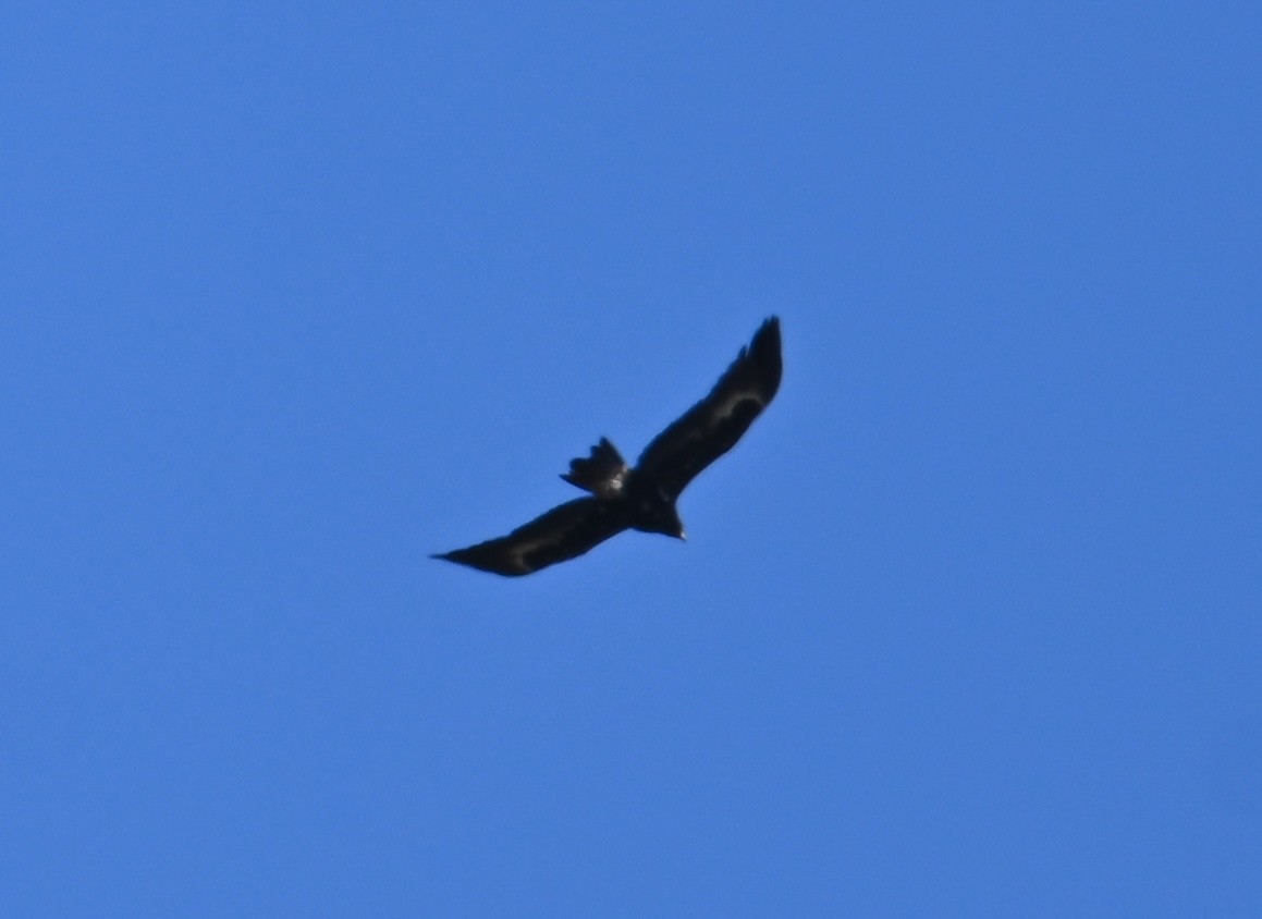 Wedge-tailed Eagle - ML645380264