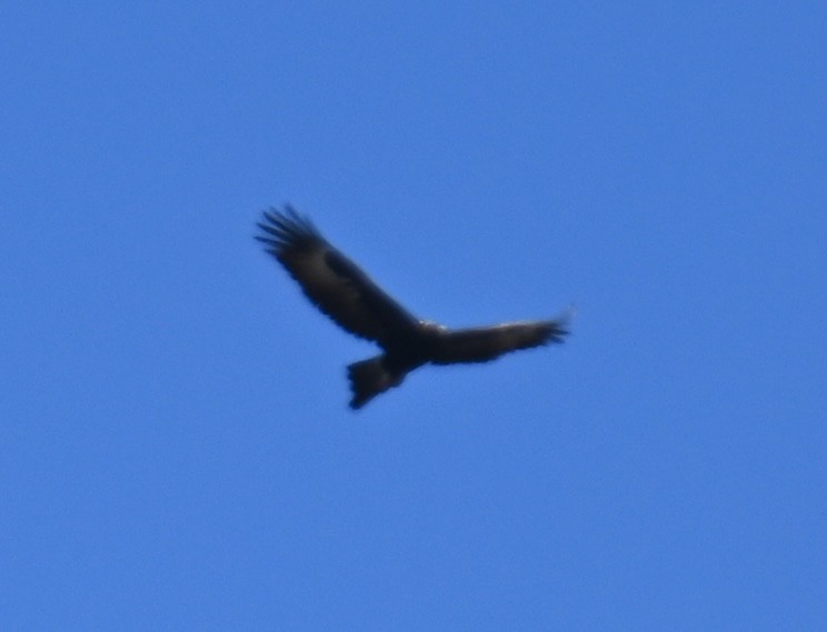 Wedge-tailed Eagle - ML645380265