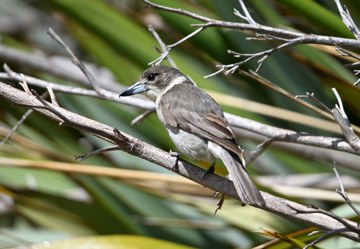 Gray Butcherbird - ML645380271