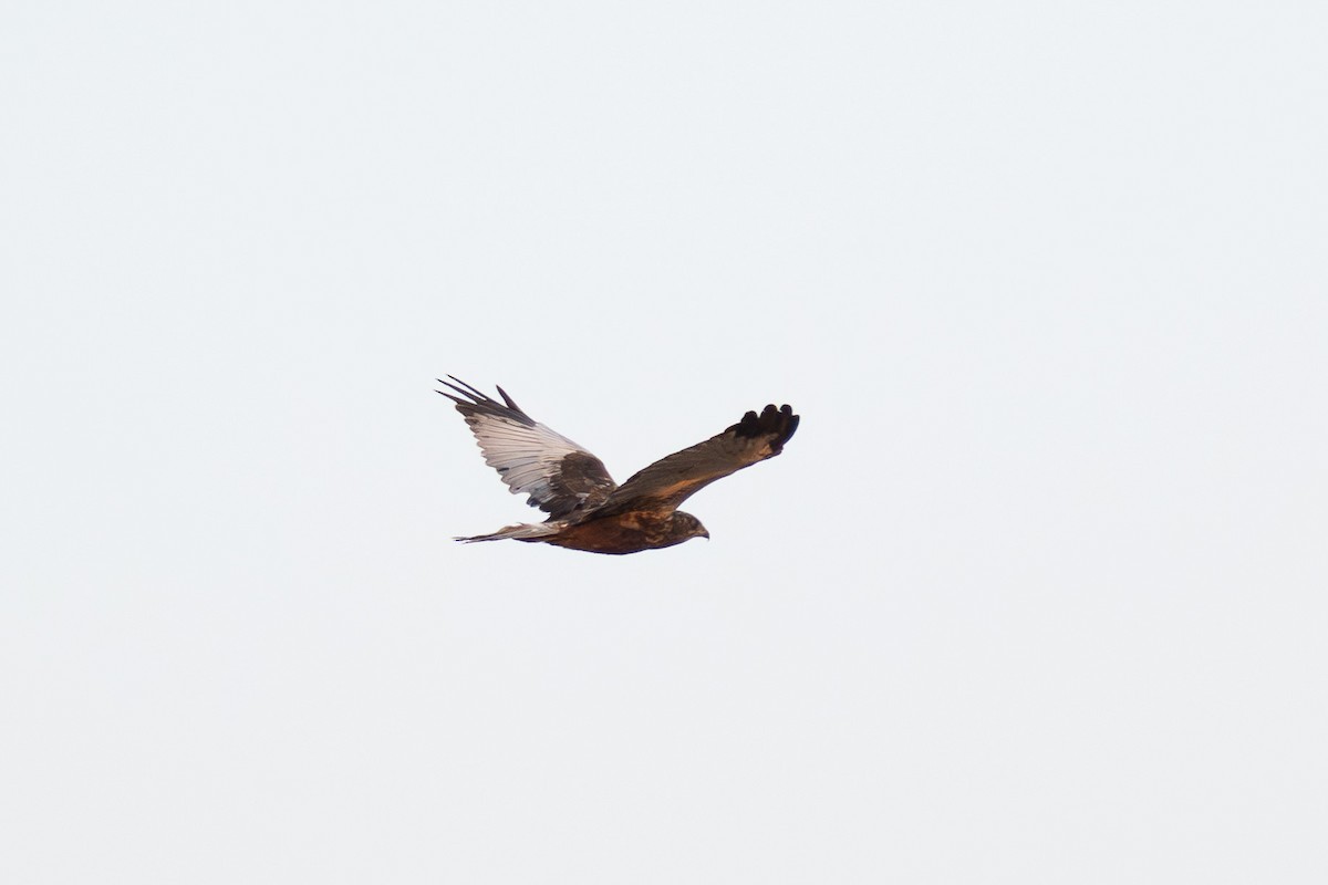 Western Marsh Harrier - ML645380283