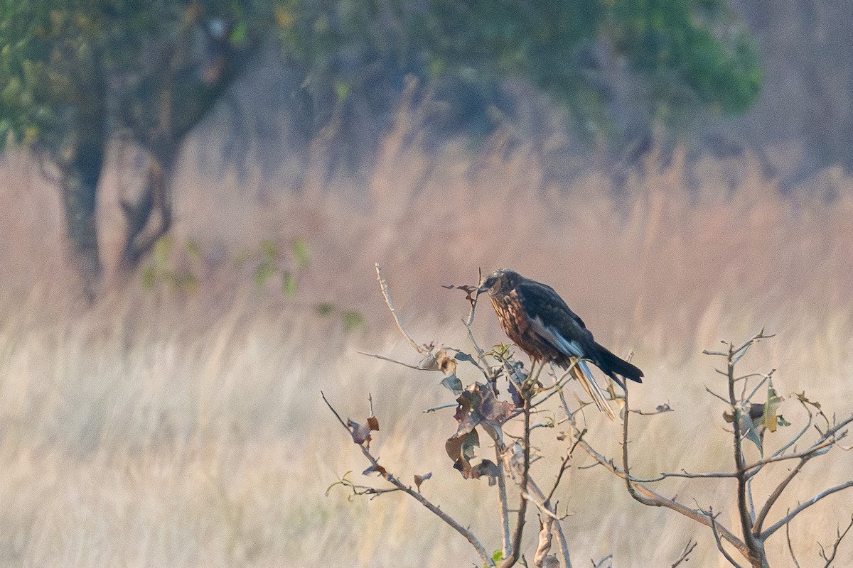Western Marsh Harrier - ML645380284