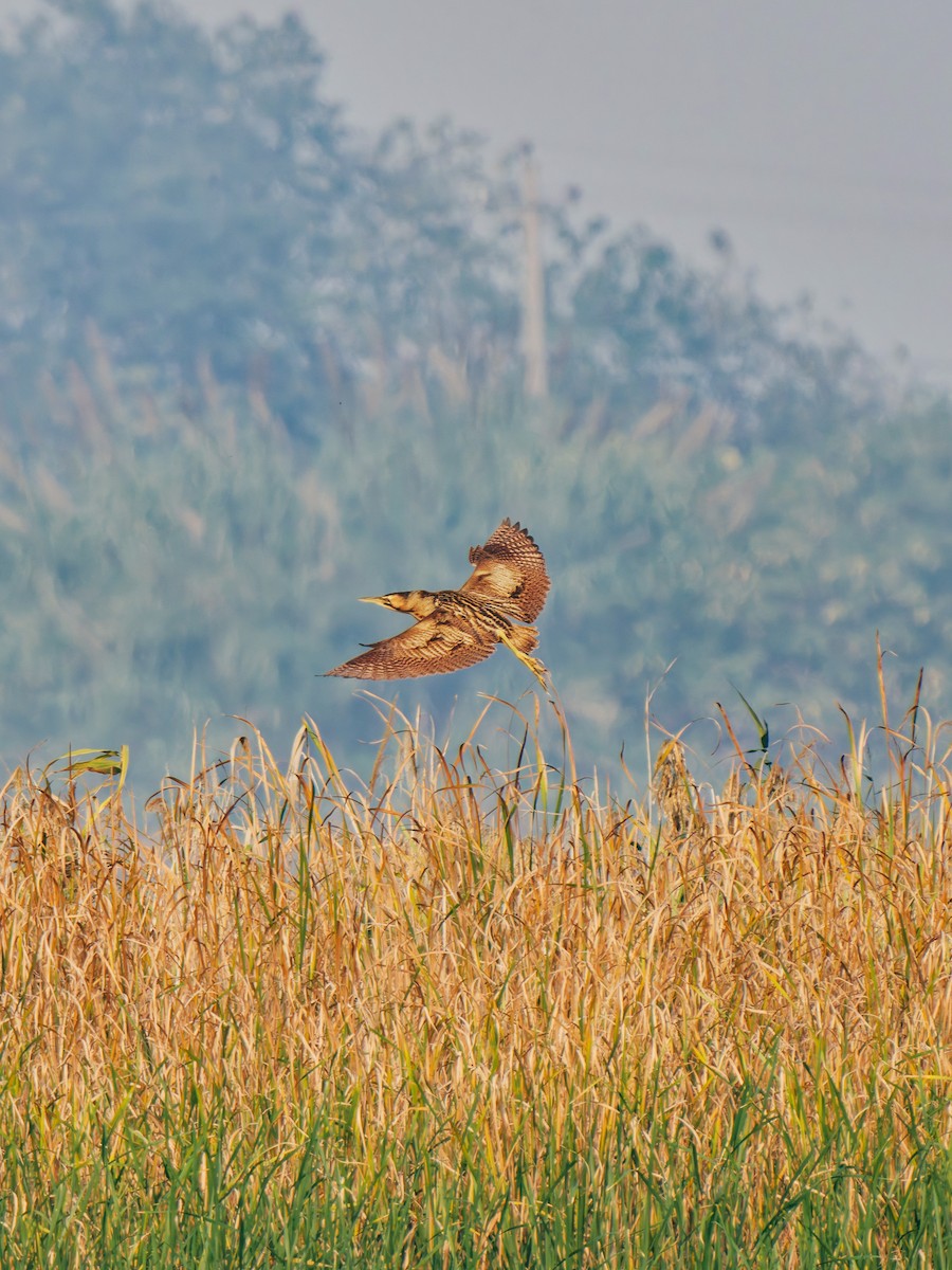 Eurasian Bittern - ML645380287