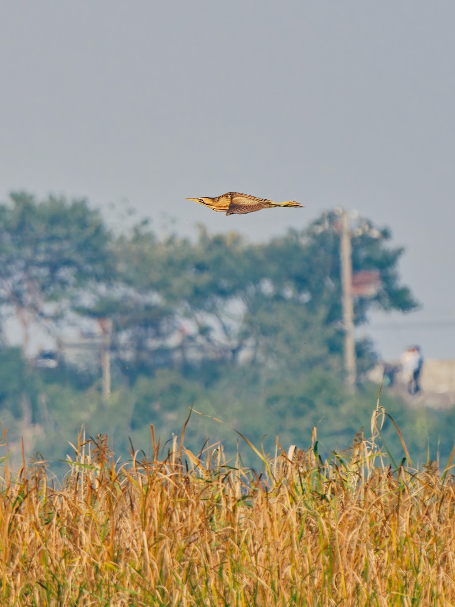 Eurasian Bittern - ML645380288