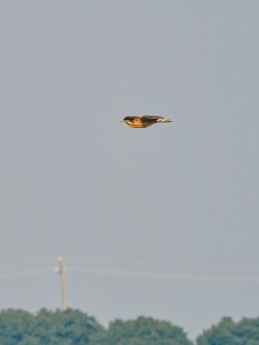 Eurasian Bittern - ML645380289