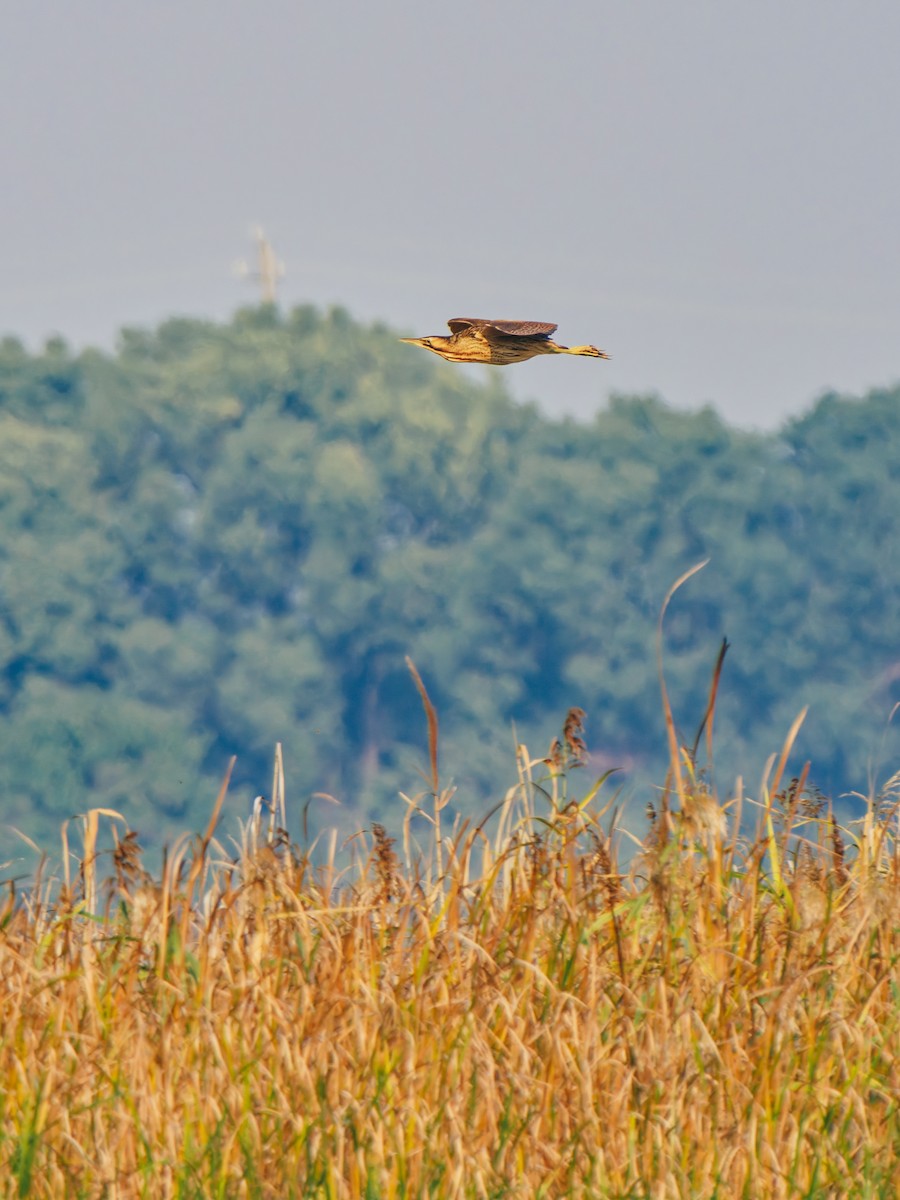 Eurasian Bittern - ML645380290