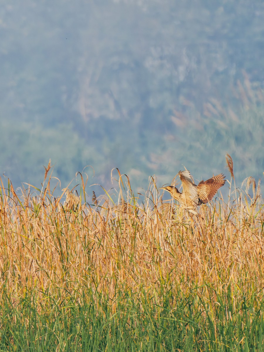 Eurasian Bittern - ML645380291