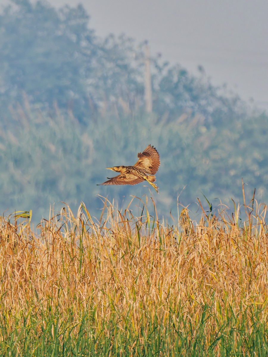 Eurasian Bittern - ML645380292