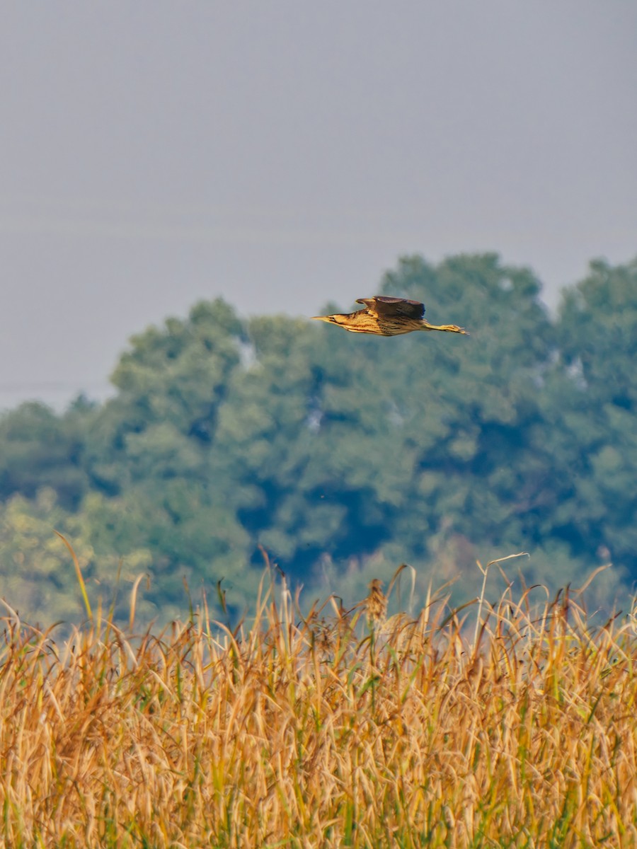 Eurasian Bittern - ML645380293
