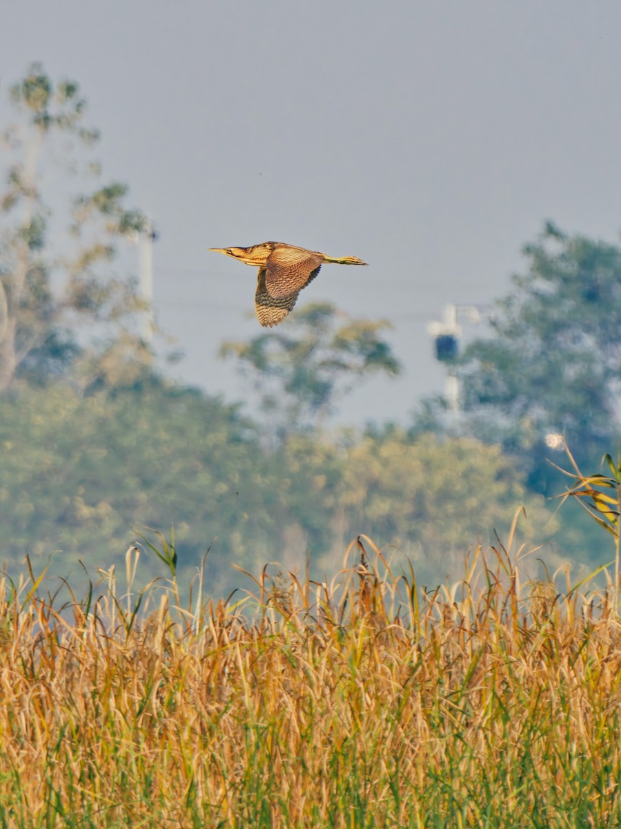 Eurasian Bittern - ML645380294