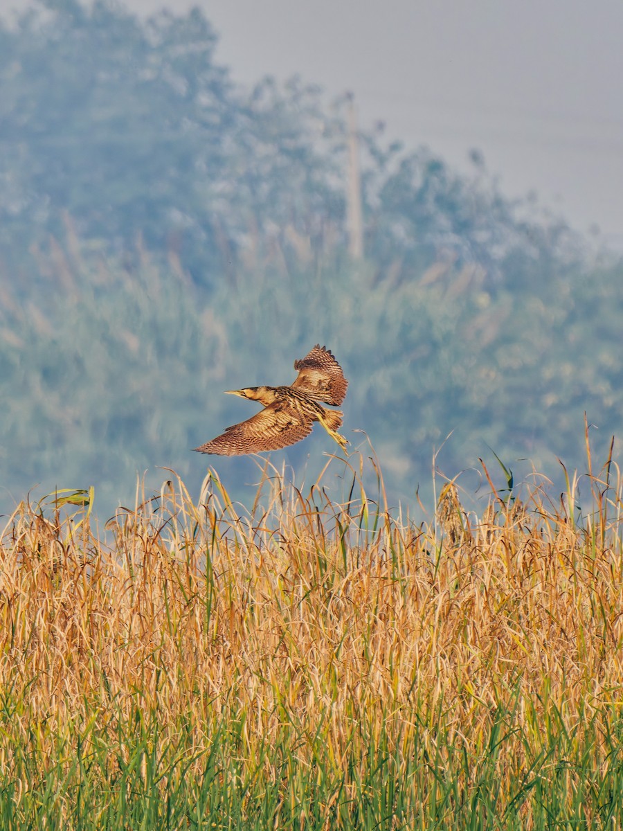 Eurasian Bittern - ML645380295