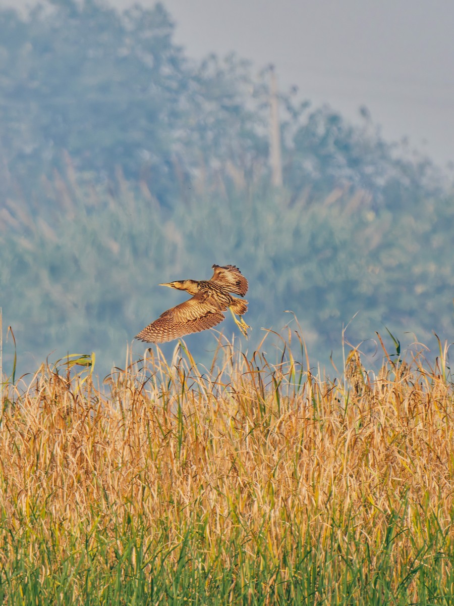 Eurasian Bittern - ML645380296