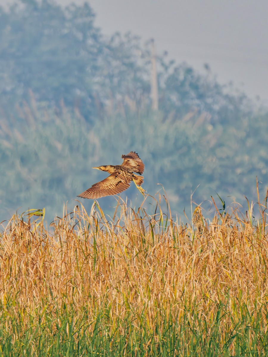 Eurasian Bittern - ML645380297