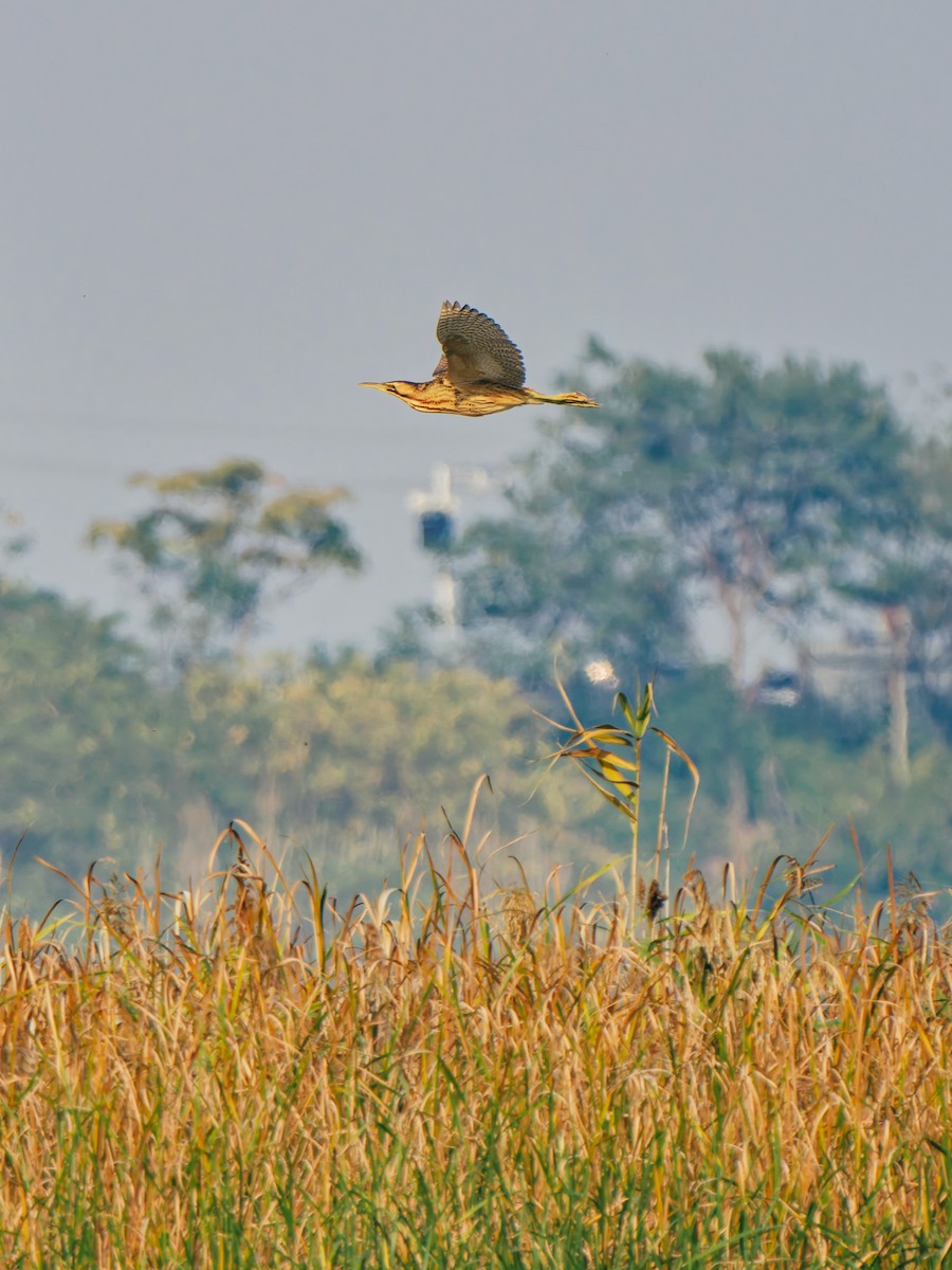 Eurasian Bittern - ML645380298