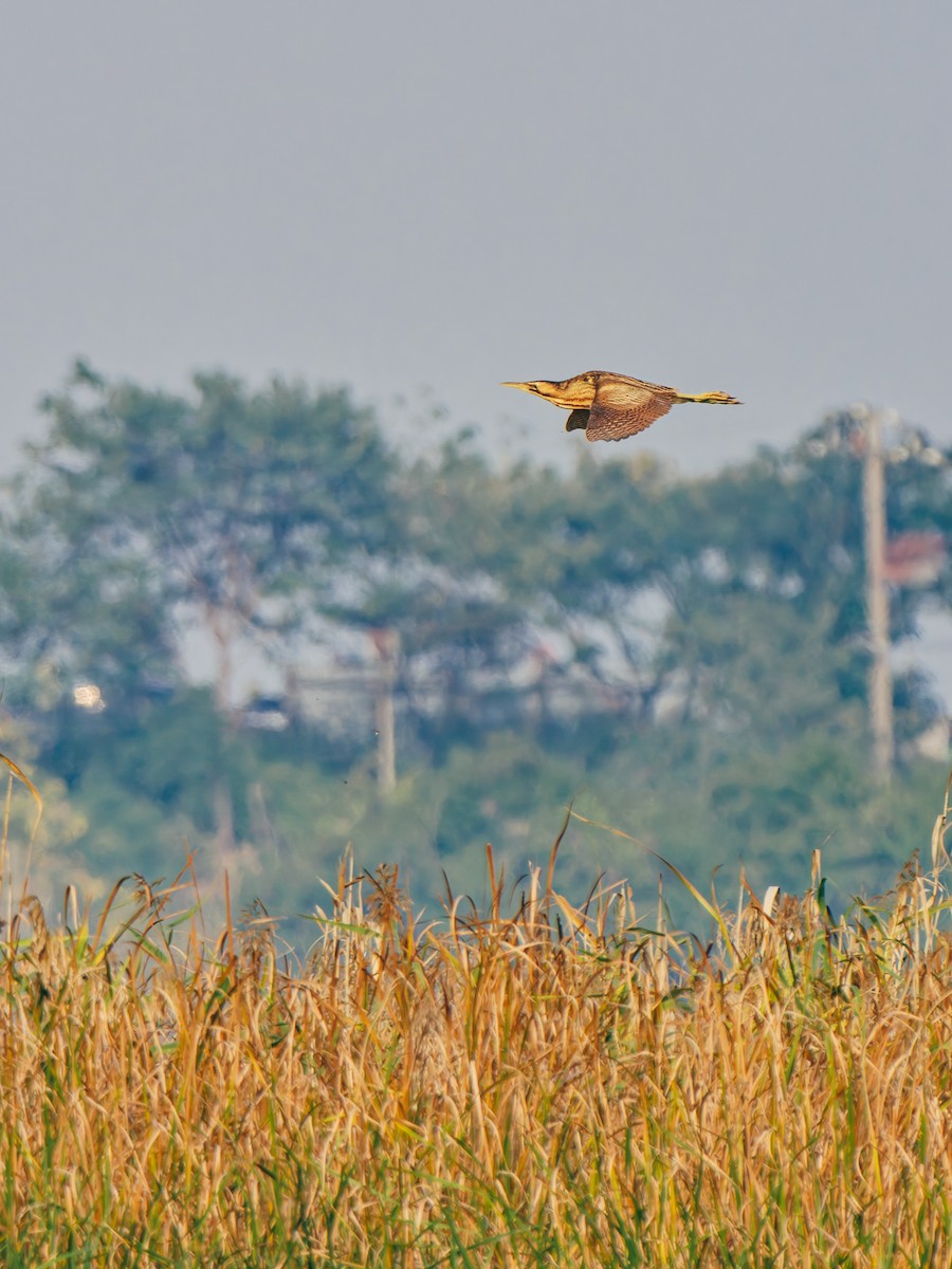 Eurasian Bittern - ML645380299