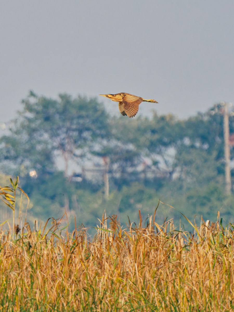 Eurasian Bittern - ML645380300