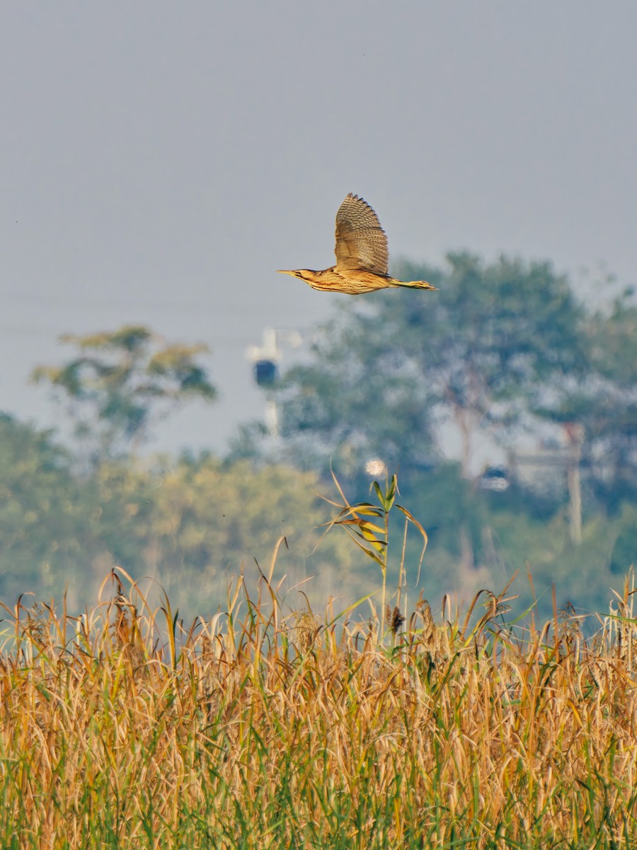 Eurasian Bittern - ML645380301