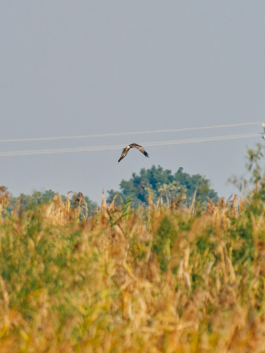 Eastern Marsh Harrier - ML645380306