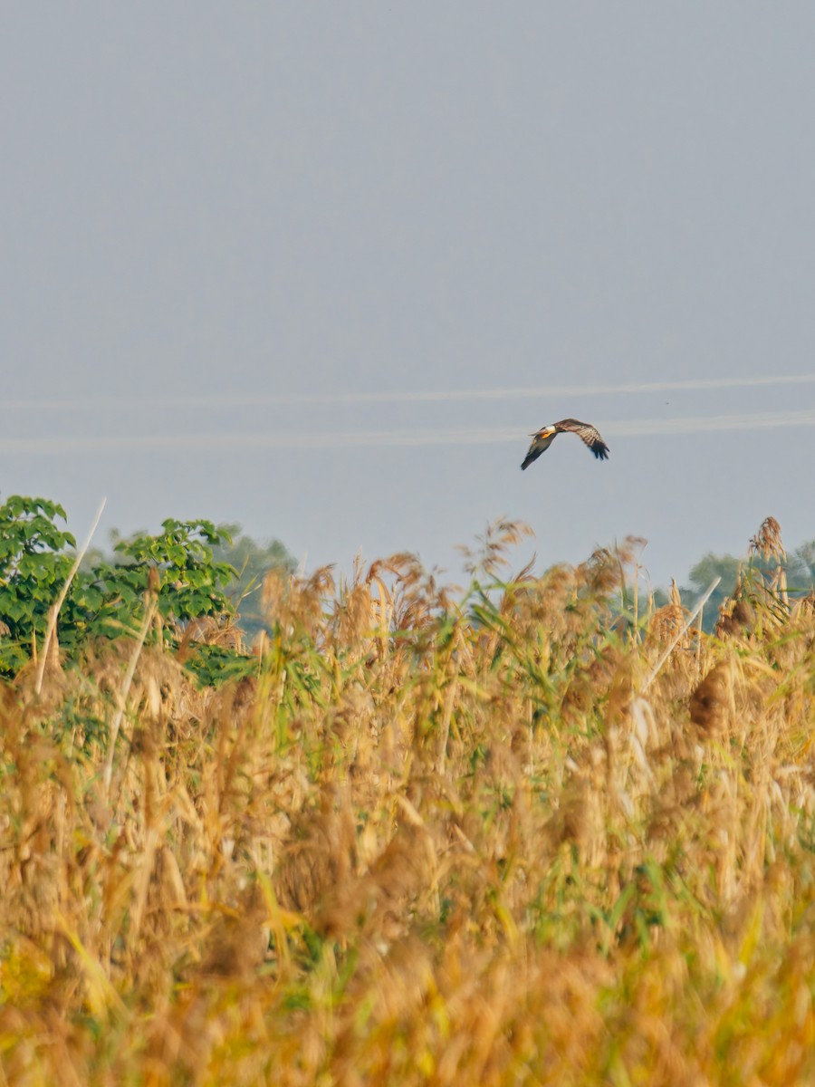 Eastern Marsh Harrier - ML645380307